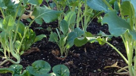 kale, salad greens, beets, broccoli, spinach, carrots, Swiss chard, Brussel sprouts, tomatoes, cauliflower, cabbage, lemons, limes, oranges, strawberries, blueberries, blackberries, grapes, apples