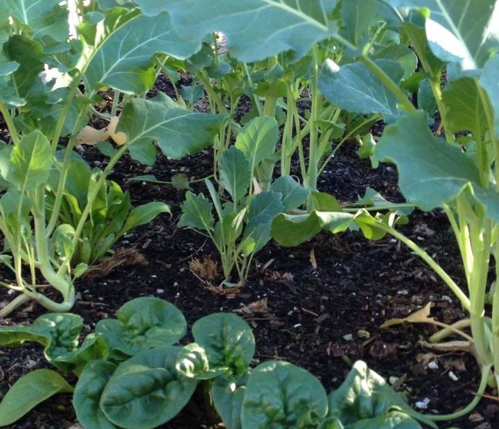 kale, salad greens, beets, broccoli, spinach, carrots, Swiss chard, Brussel sprouts, tomatoes, cauliflower, cabbage, lemons, limes, oranges, strawberries, blueberries, blackberries, grapes, apples