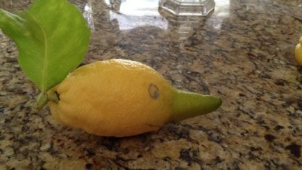 citrus, humor, comedy, funny, California, tree, lime tree, health, fruit, lemons, limes, garden, water, drinks, benefits,
