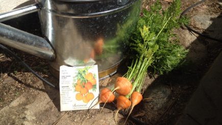 veggies, garden, health, nutrition, DIY, tomatoes, greens, skin, hair, carrots, parsley, micro greens, thyme, basil, peppers, mint, strawberries, zucchini, radish, dwarf fruit trees,