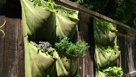 health, food, pocket garden, nutrition, gardening, vegetables, organic, DIY, home, dining,