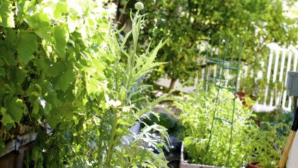 GrowingYourGreens, salt mineral, garden, veggies, compost, youtube, video, plants, home, food, nutrition, organic, health, wellness, exercise, fruits