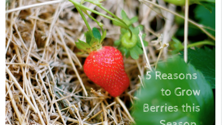 food, health, vitamins, fruits, nutrition, gardening, lifestyle, hobby, berries, strawberries, blueberries, blackberries,