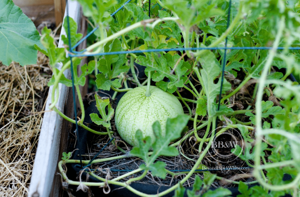 Watermelon in a Pot? Yaaaaaeeessss&hellip;.