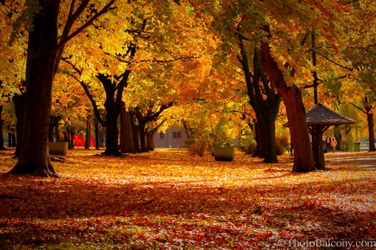 Fall-foliage-Boston-MA