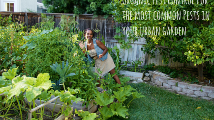 garden, outdoors, hobby, home, backyard, recreation, food, vegetables, fruits, caterpillar, pets, Home Depot, bugs, animals, Earth, nature, California, lifestyle, advice,