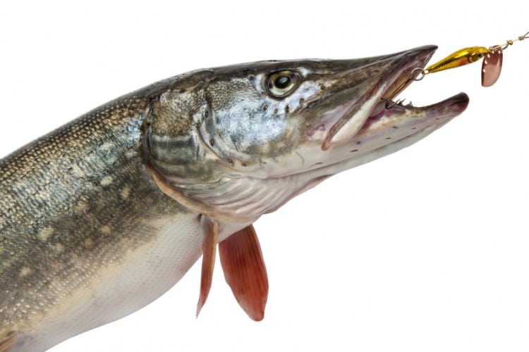 Pike with bait in mouth
