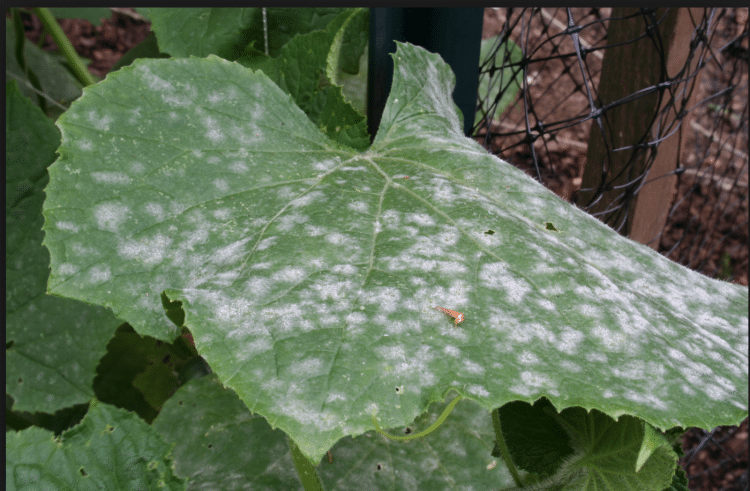 Screen Shot 2015-05-01 at 12.09.26 AM