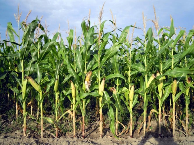 What Can I Grow In Corn Beds What Can I Grow In Corn Beds