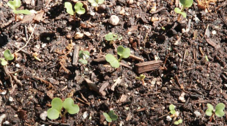 screen-shot-2016-10-19-at-7-10-34-pm