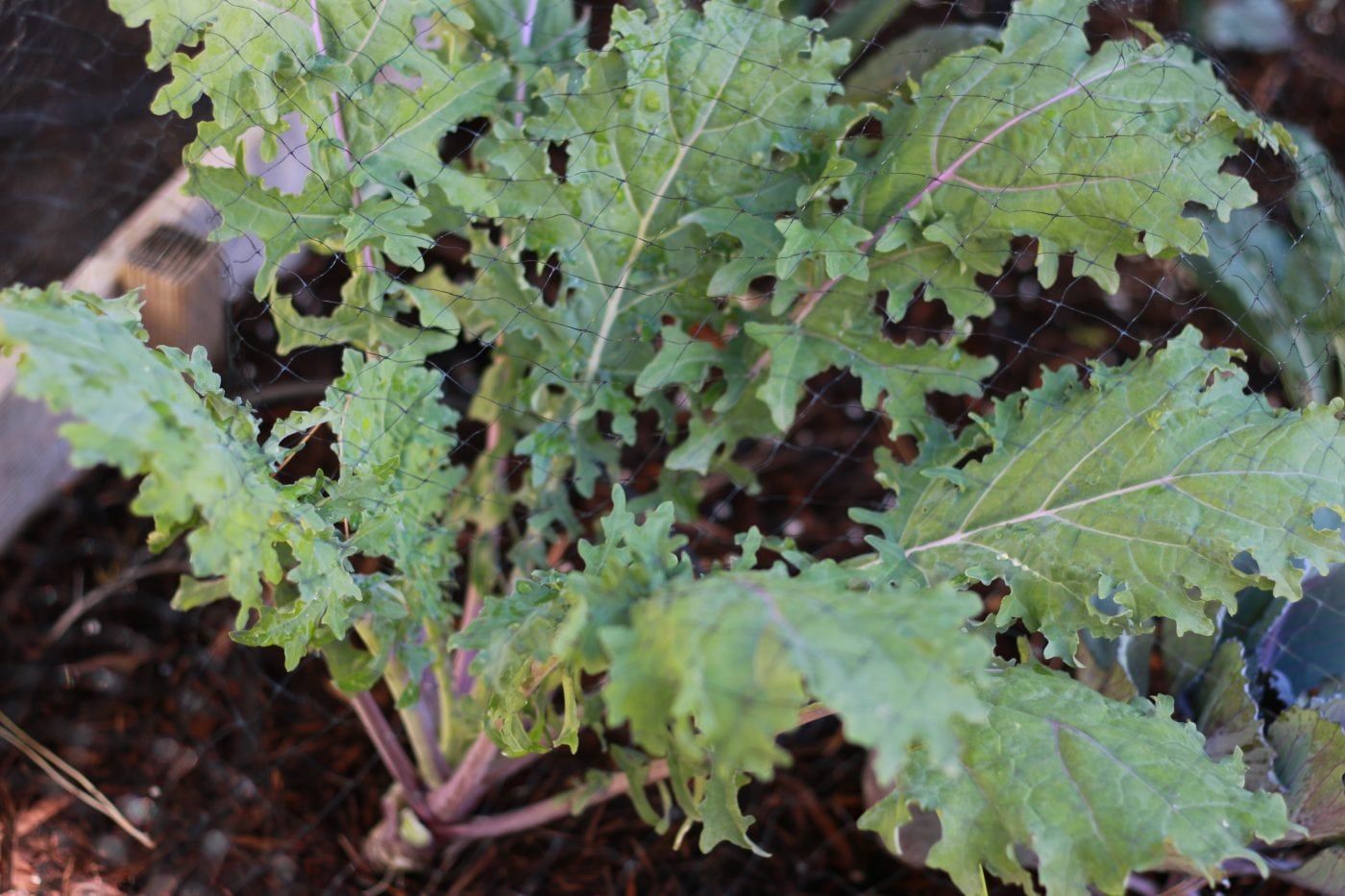 Fit for Fall How to Grow Kale Beyond Black & White